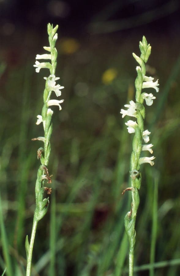 Spiranthes aestivalis Bluten