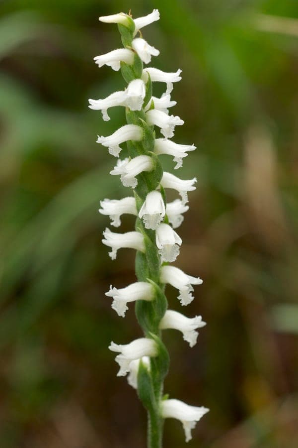 Drehende Wendelorcis mit spiralformigen Bluten