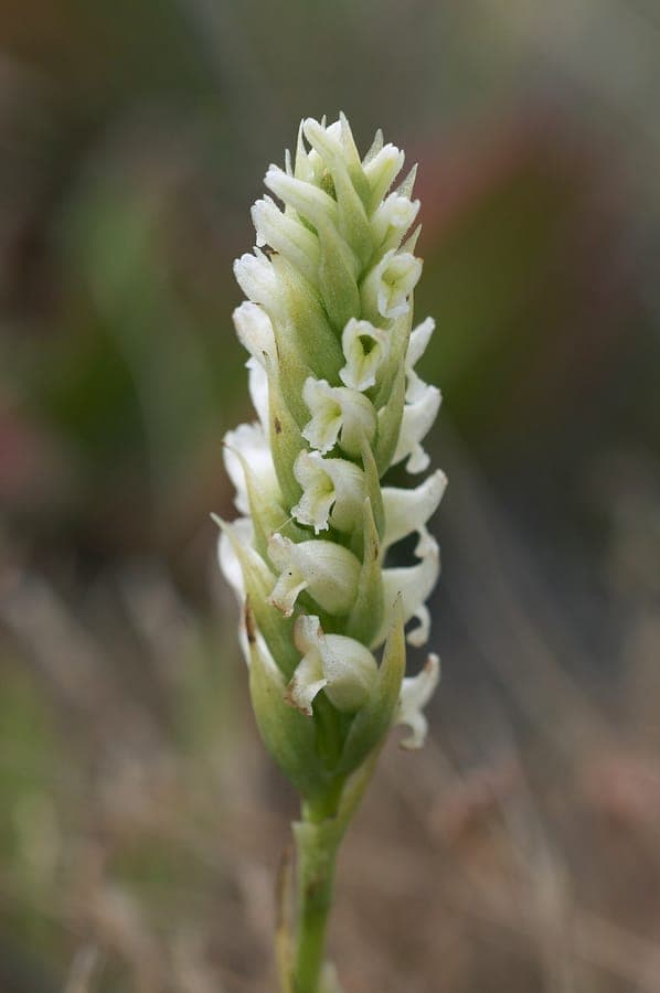 Spiranthes romanzoffiana with characteristic spiral flowers