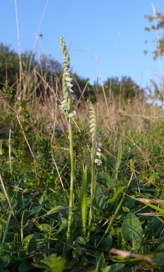 Spiranthes spiralis Bluten