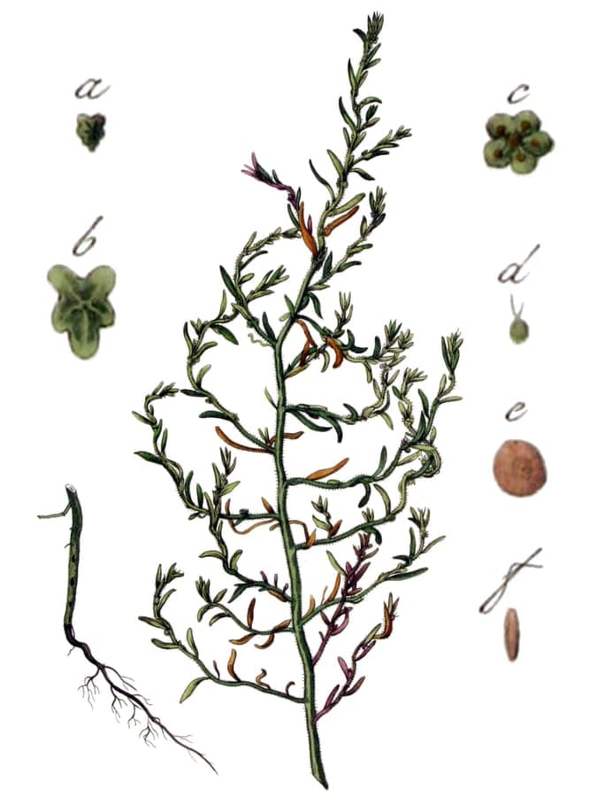 Spirobassia hirsuta showing hairy stems and small green flowers on a dry saline flat