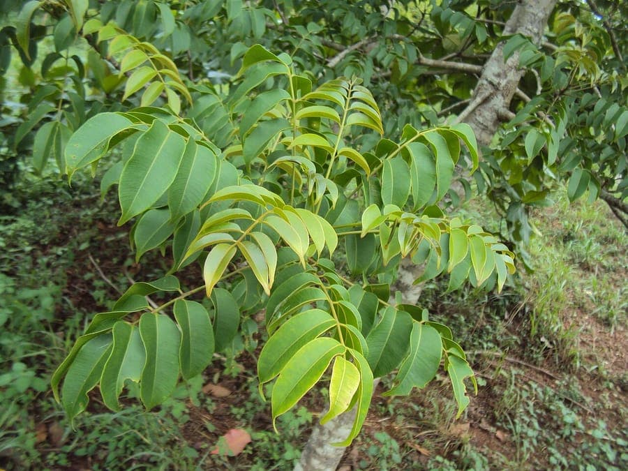 Spondias pinnata fruit tree with ripe fruits