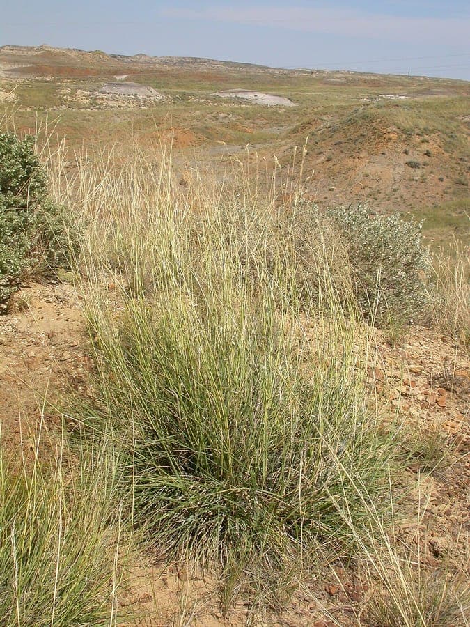 Alkali sacaton with fine stems and airy flower plumes in a dry landscape