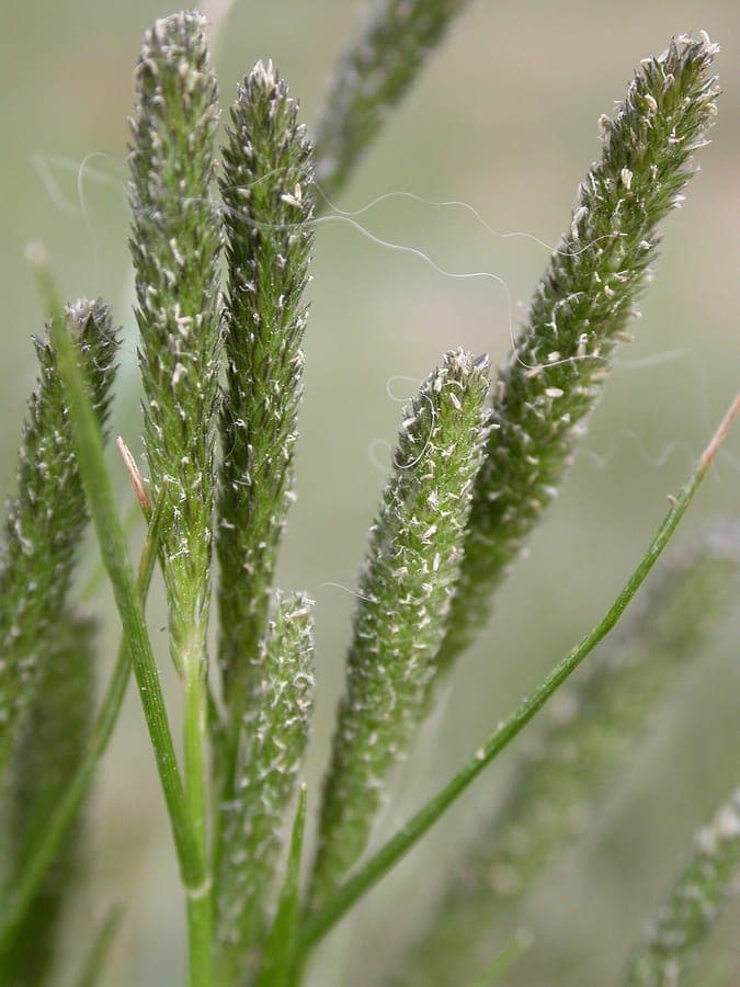 Sporobolus alopecuroides grasplant met fijne pluimen