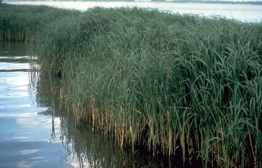 Smooth cordgrass growing in salt marsh habitat