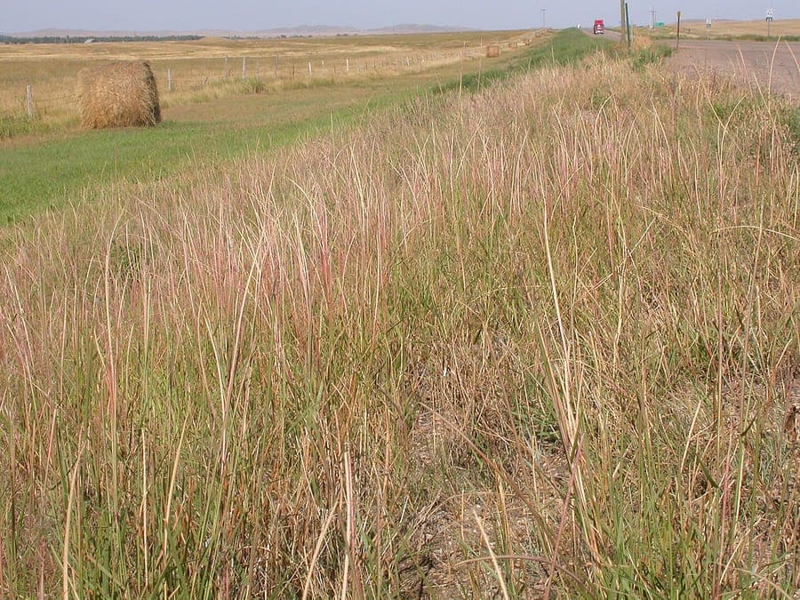 Sporobolus cryptandrus sporobole cryptandre avec paniculees fines sur sol sableux en prairie nord-americaine
