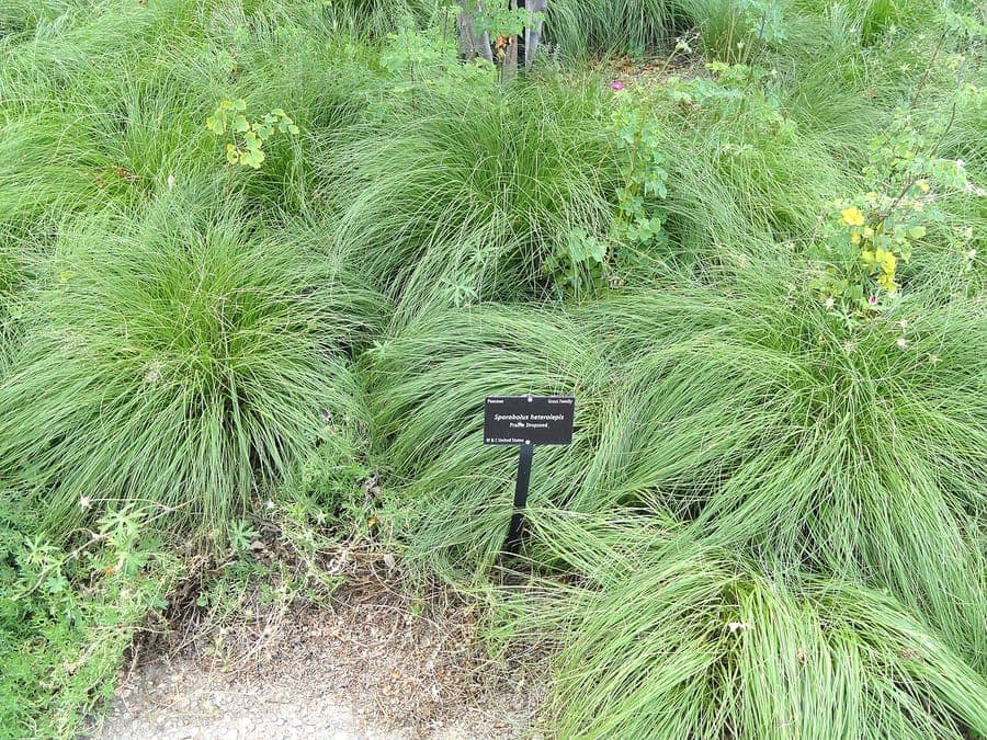Sporobolus heterolepis prairie dropseed with delicate plumes in autumn light