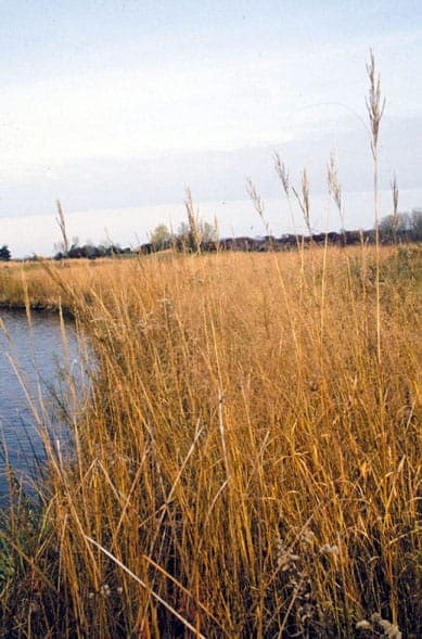 Prairie Cordgrass displaying fine upright foliage and reddish-brown flower plumes