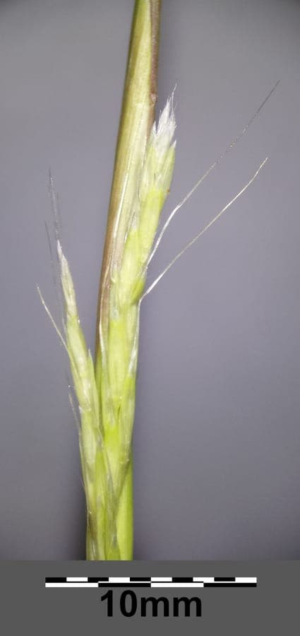 Sporobolus neglectus jaarlijks zaaigras
