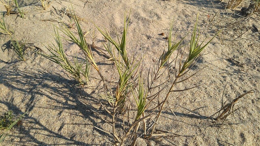 Sporobolus pungens dichte Horste steifem Graslaub auf sandigem Kustensubstrat