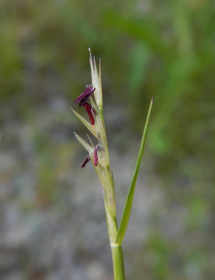 Tiges fines et epis enveloppes de Sporobolus vaginiflorus en automne