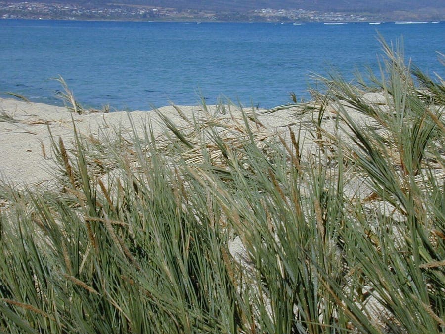 Sporobolus virginicus seashore dropseed forming a dense mat along a salty coastline