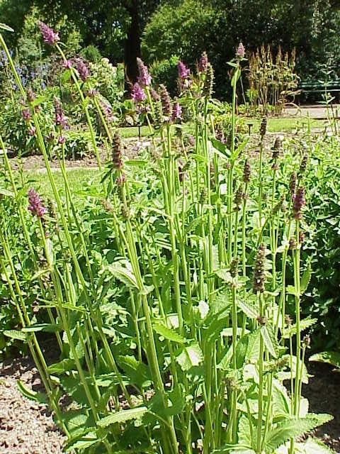 Stachys affinis plant with purple flowers in summer bloom