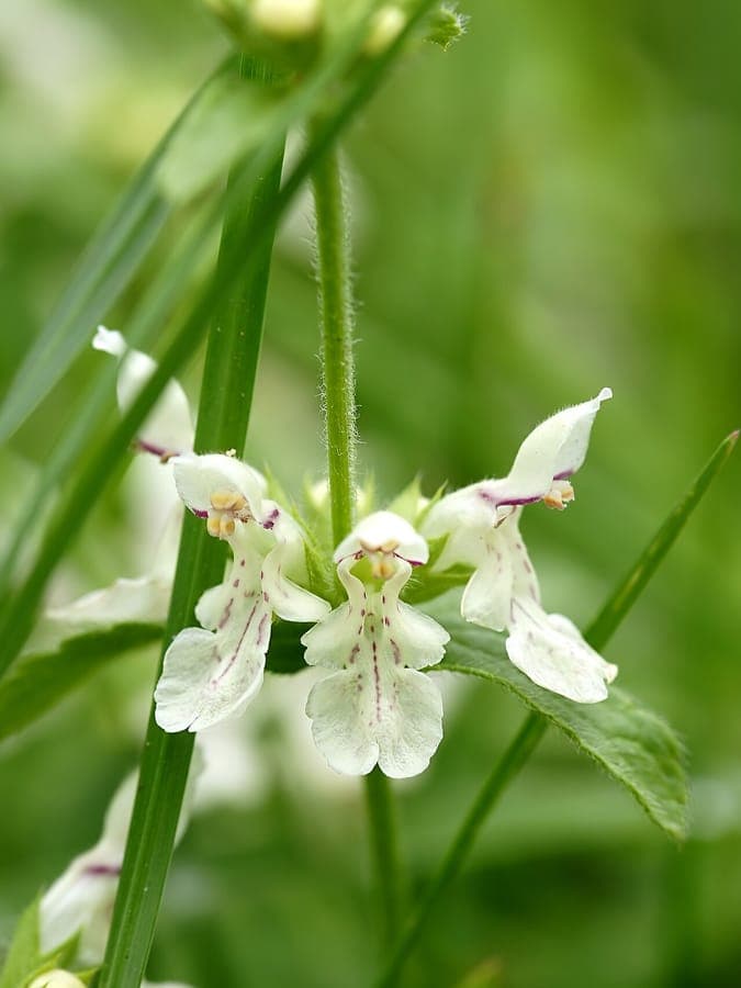 Stachys annua Blüten
