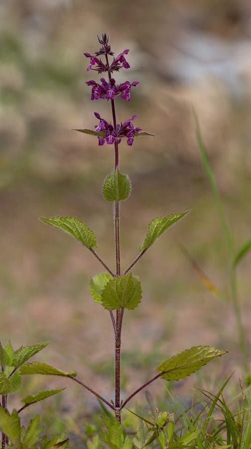 Violette Bluten des Wald-Ziest