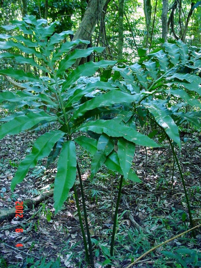 Natal grass cycad with fern-like leaves