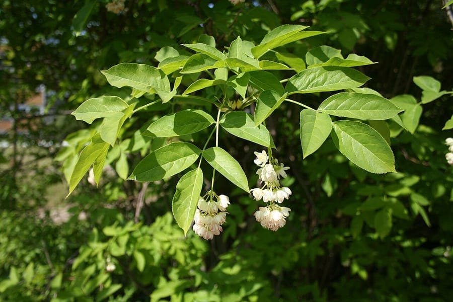 Bladdernut white flowers