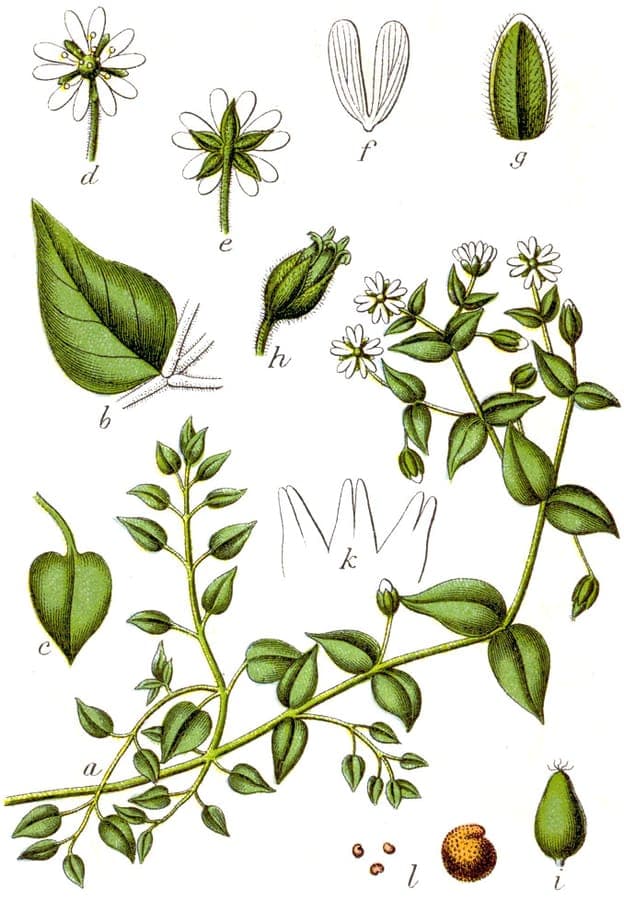 Giant chickweed with silky white flowers