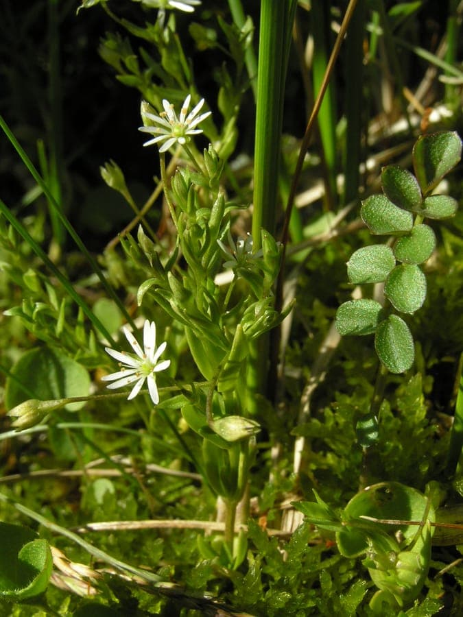 Fleshy Starwort plant with delicate white flowers