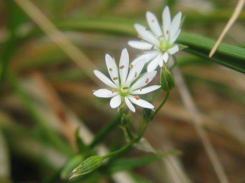 Fleurs blanches de la stellaire gramineenne