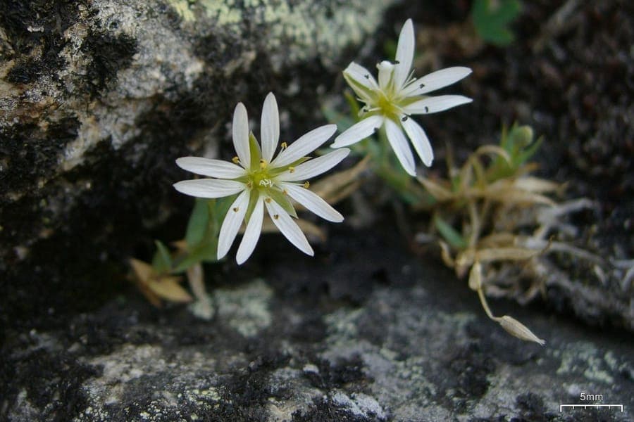 Fleurs de Stella longipes a l'etat sauvage