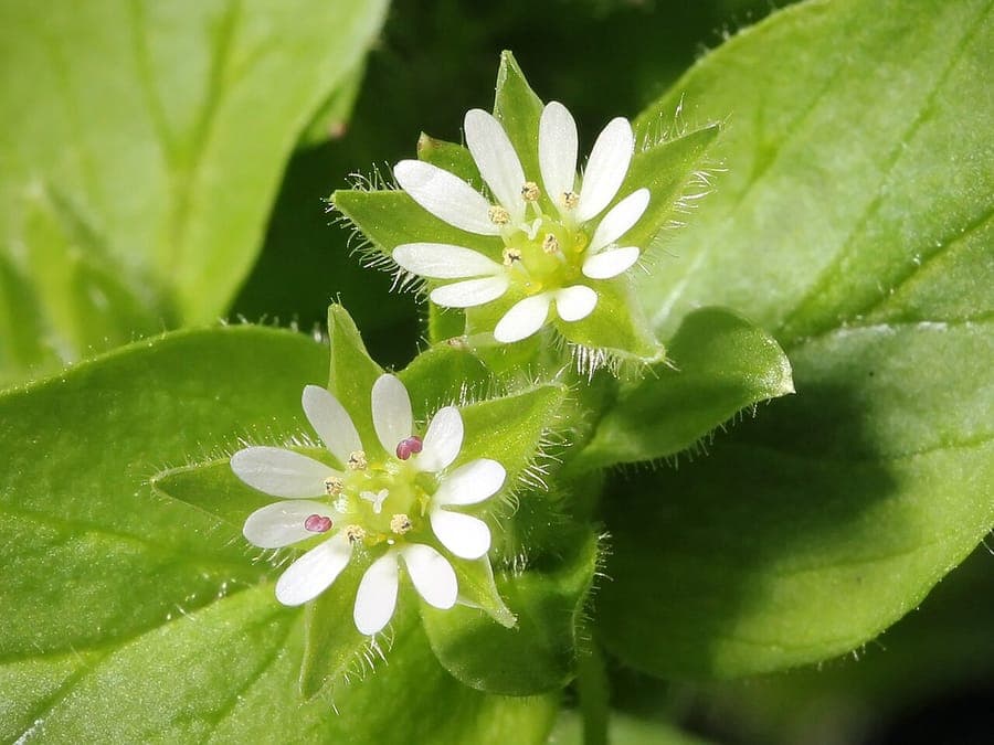Fleurs blanches du mouron des oiseaux