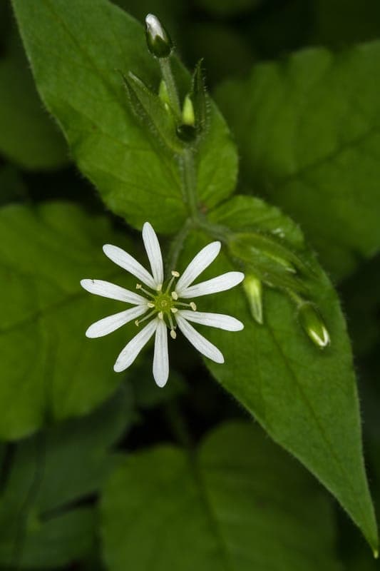 Wood stitchwort (Stellaria nemorum) displaying delicate white flowers in a woodland setting