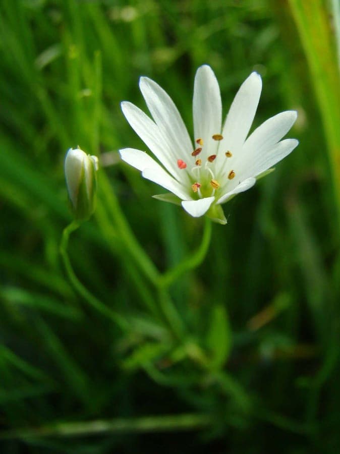 Stellaire des marais (Stellaria palustris) avec des fleurs blanches delicates le long des bords marais