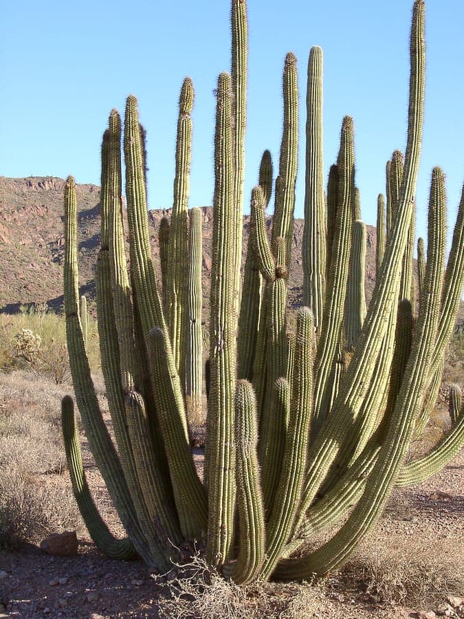 Stenocereus thurberi organ-pipe cactus