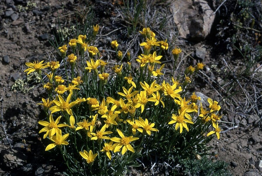 Stenotus acaulis met felgele bloemen op rotsachtige ondergrond