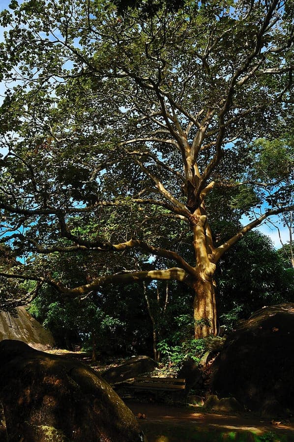 Sterculia apetala Panamboom bloem