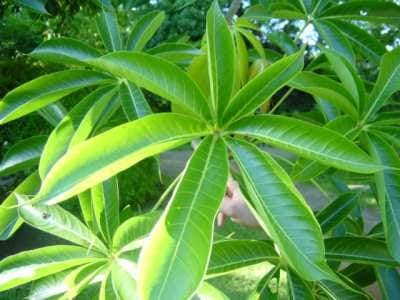 Sterculia foetida Pflanze