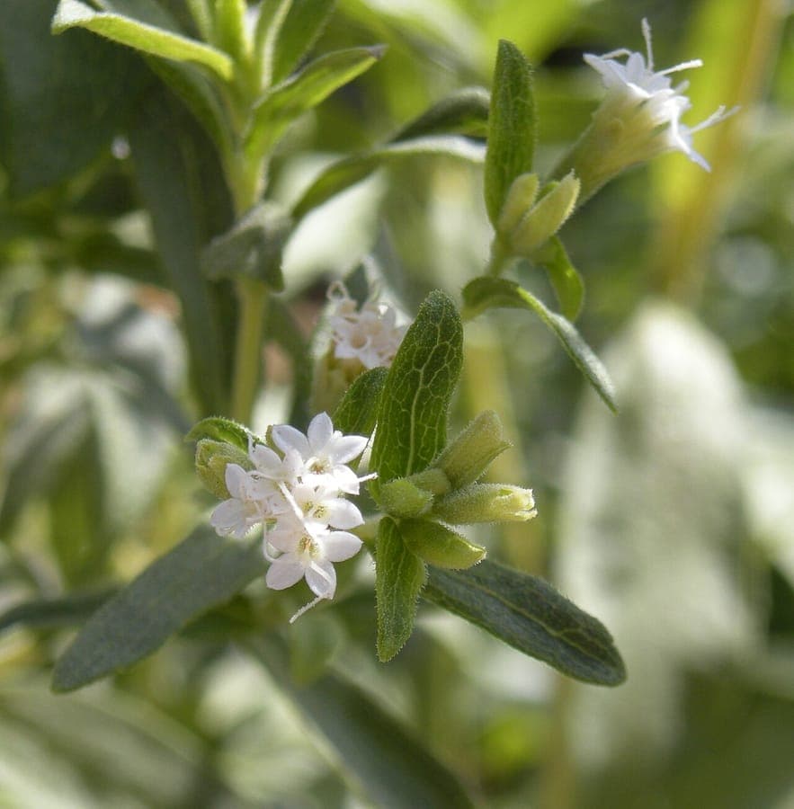 Stevia plant with green leaves