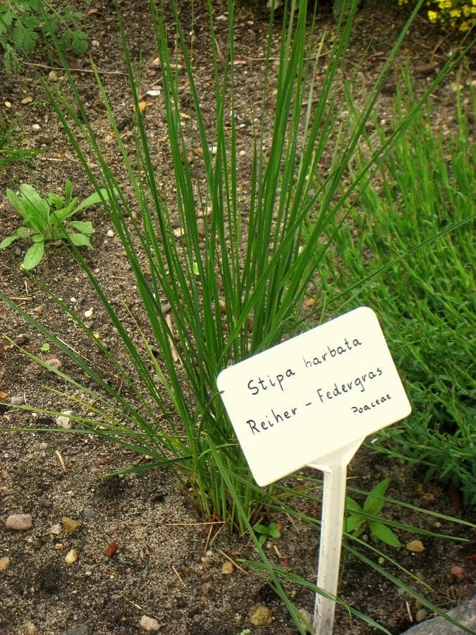 Herbe Stipa barbata avec panaches argentes plumeux