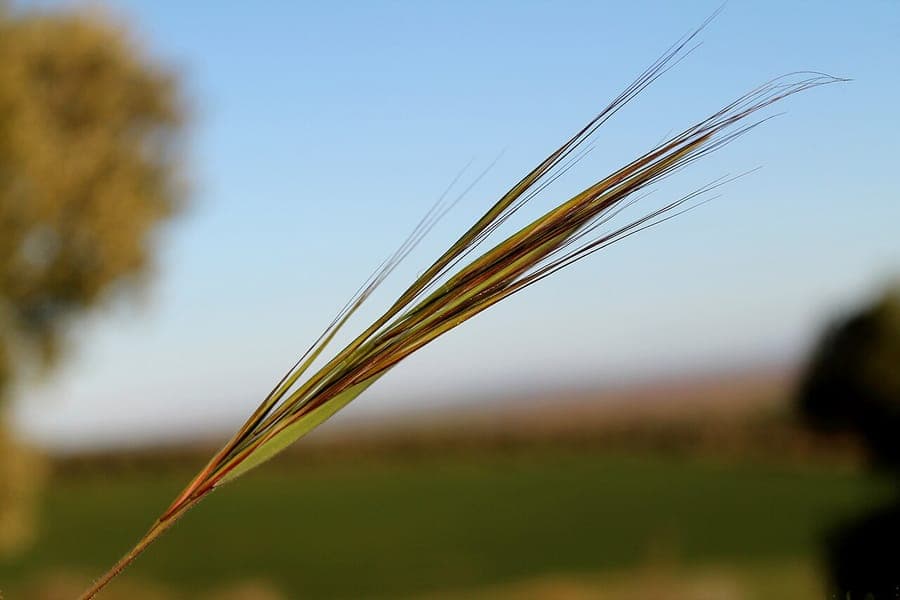 Stipa capensis with flowing fine flower spikes in sunlight