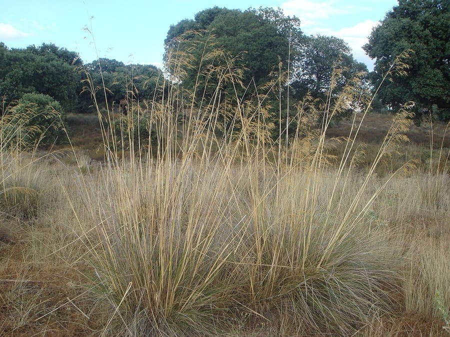 Stipa gigantea reuzenveerpluim met gouden pluimachtige zaadhoofden