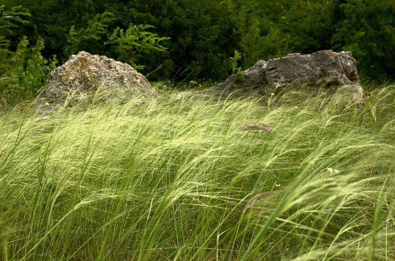 Echtes Federgras in voller Blüte auf einer sonnigen Wiese im Spätsommer