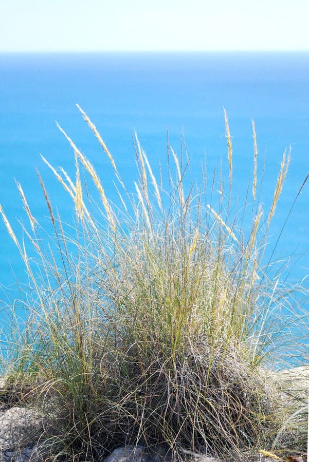 Herbe esparto en pleine floraison