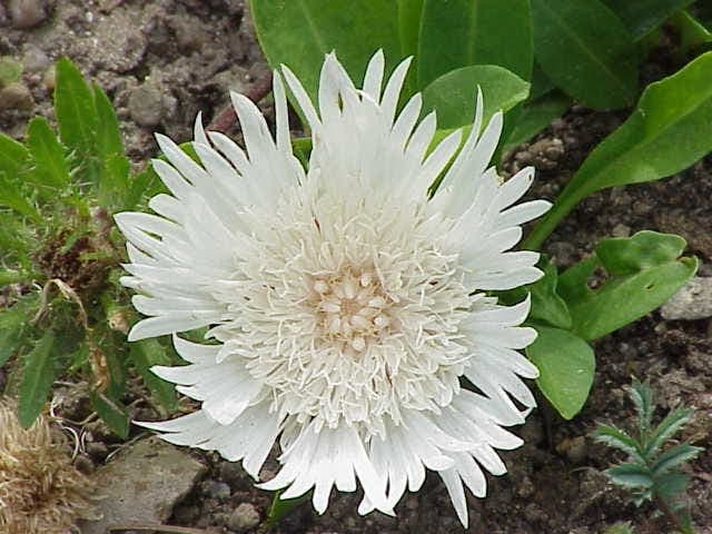 Blauwe lavendelbloemen van Stokesia laevis in volle zomerbloei