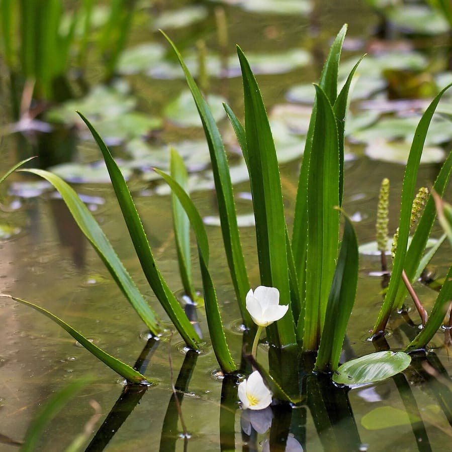 Krabbenscheer (Stratiotes aloides) drijvend in water met scherpe aloe-achtige bladeren