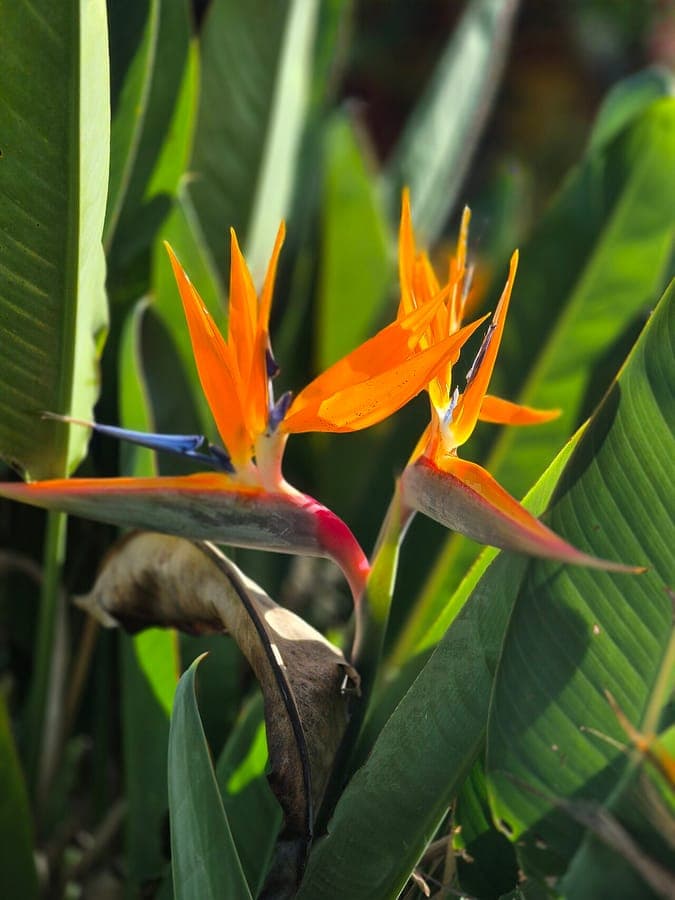 Strelitzia reginae Pflanze