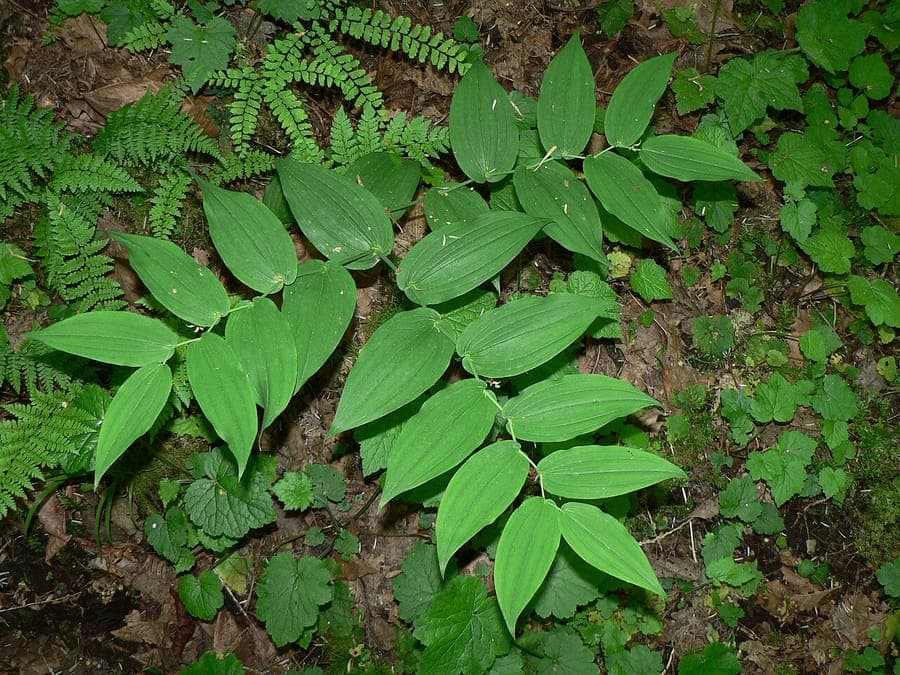 Streptopus amplexifolius with characteristic red fruits
