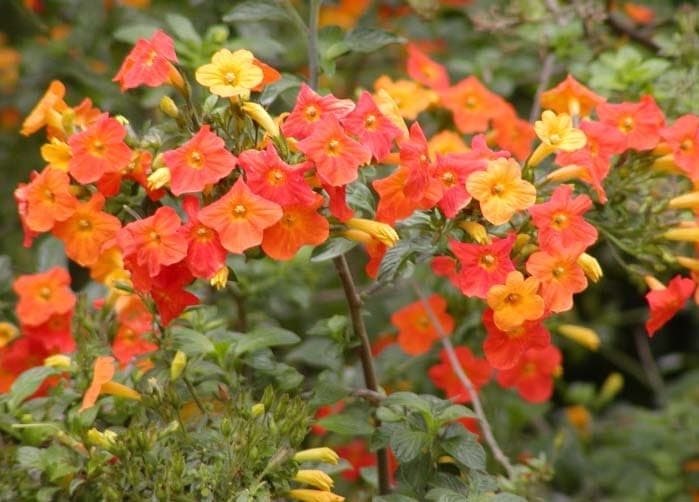 Marmalade-bush with orange flowers