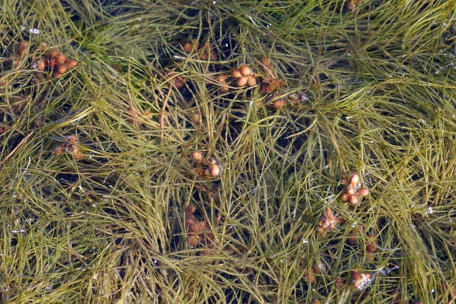 Kammförmiges Laichkraut (Stuckenia pectinata) unter Wasser mit feinen kammahnlichen Blattern