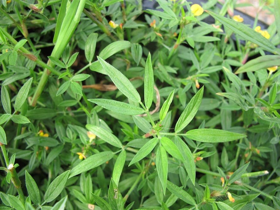 Gelbe Blüten von Stylosanthes humilis auf grünen Stengeln