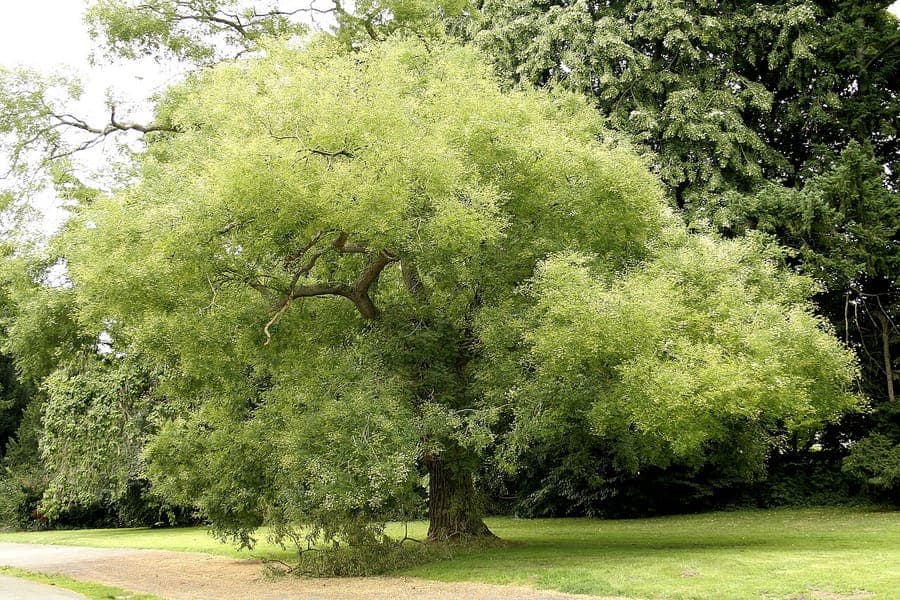 Japanese pagoda-tree (Styphnolobium japonicum) with elegant white flower panicles
