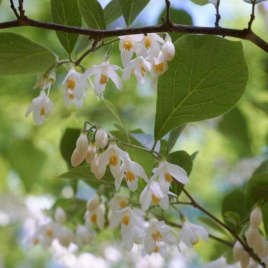 Styrax grandifolius met hangende witte klokvormige bloemen en grote ovale bladeren