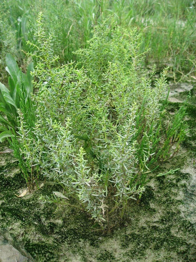 Herbaceous seepweed (Suaeda maritima) displaying vibrant red autumn foliage at the coast