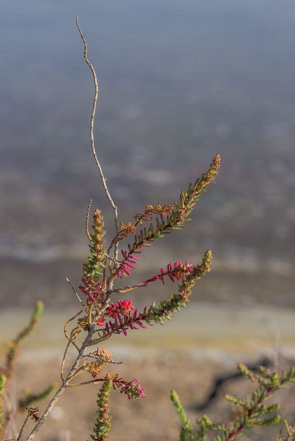 Alkali seepweed (Suaeda vera) with gray-green foliage in saline environment