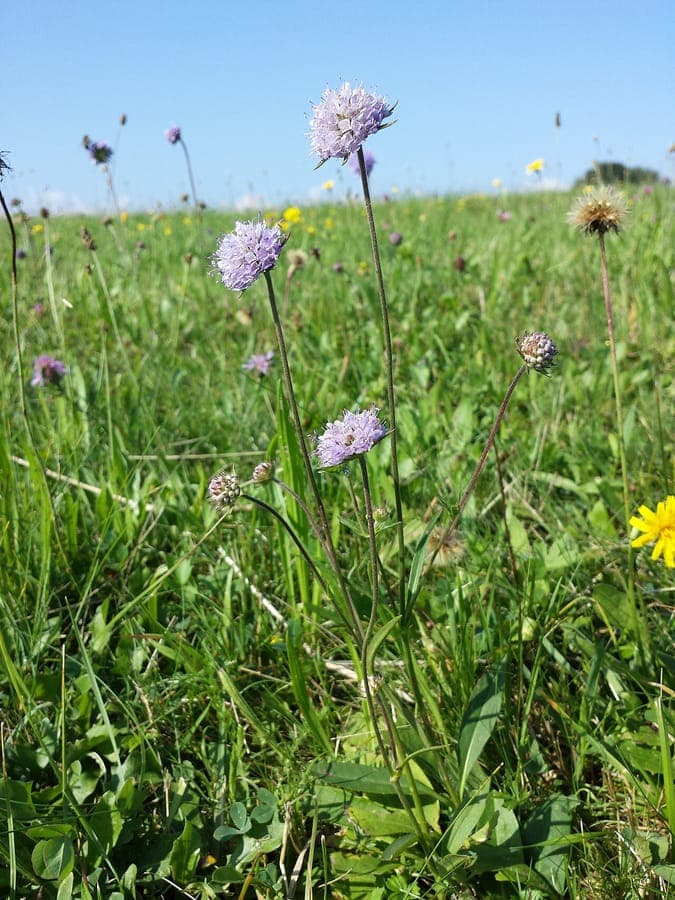 Blauwe knoop (Succisa pratensis) met donkerblauwe bloemen in het veld